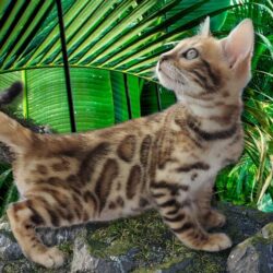 Past Bengal Kittens