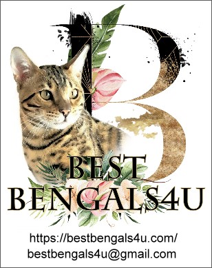 Best Bengals 4 U Bengal Kittens for sale