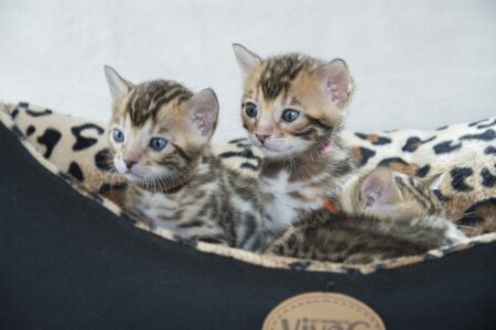 bengal kittens for sale