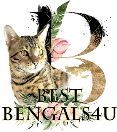 Best Bengals 4U Bengal Cattery and breeder in Florida