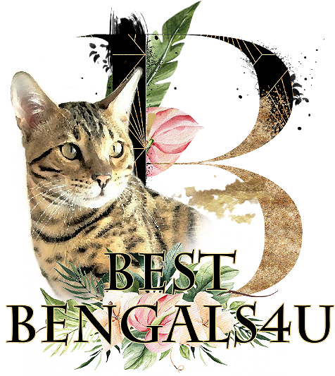 Best Bengals 4U