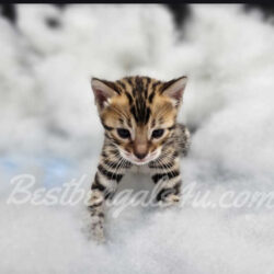 Bengal kittens for sale