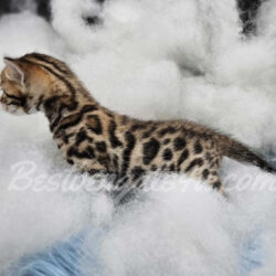 Bengal kittens for sale