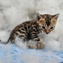 Bengal kittens for sale