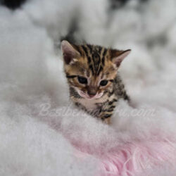 Female bengal kittens for sale