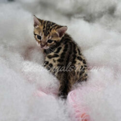 Female bengal kittens for sale