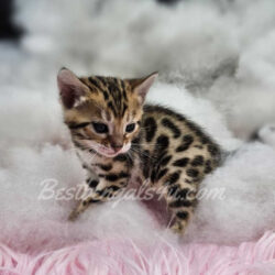 Female bengal kittens for sale