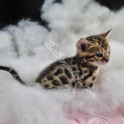 Female bengal kittens for sale