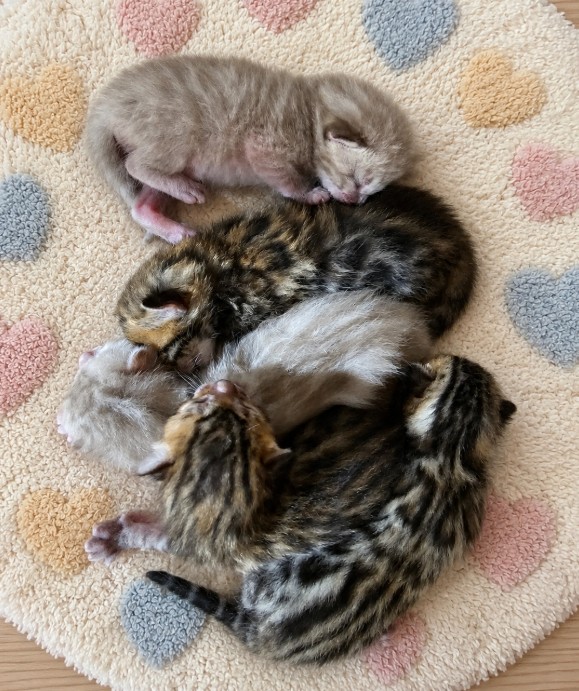 Bengal kittens