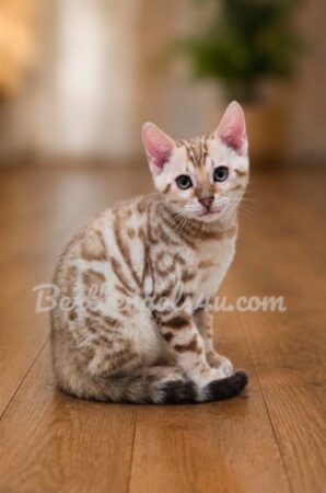 Bengal Kittens for sale