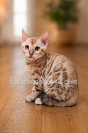 Bengal Kittens for sale