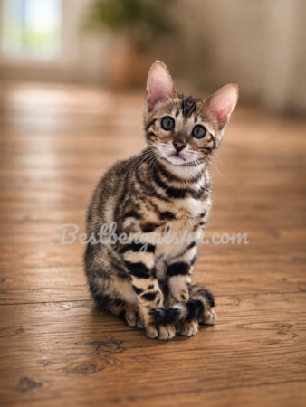 Bengal kittens